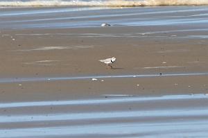 048 Plover, Piping, 2023-05068971 Parker River NWR, MA